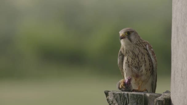 Cernícalo Común Falco Tinnunculus Pajarito Presa — Vídeos de Stock