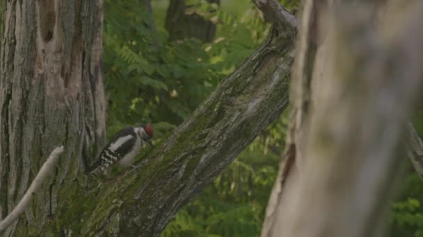 木の幹の上に座っている大きな発見された木製の木製のペッカー 自然界の動物 木のトランクに昆虫を与える木製のペッカー 鳥の行動 — ストック動画