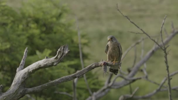 Crécerelle Commun Dans Nature Faucon Est Assis Sur Une Branche — Video