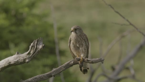 Common Kestrel Wild Falcon Sitting Tree Branch — Stock Video