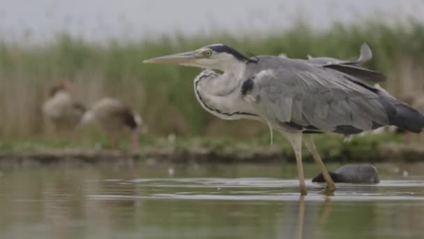 Grey Heron Ardea Cinerea Pesca Sulla Riva Laghetto Pesce — Video Stock