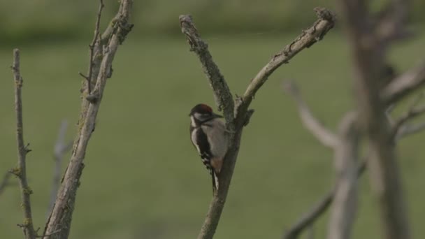 Gran Pájaro Carpintero Sentado Tronco Árbol Animal Naturaleza Pájaro Carpintero — Vídeos de Stock