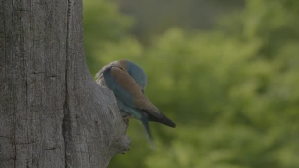 野生环境下的欧洲罗勒 科拉西亚斯 加鲁鲁 — 图库视频影像
