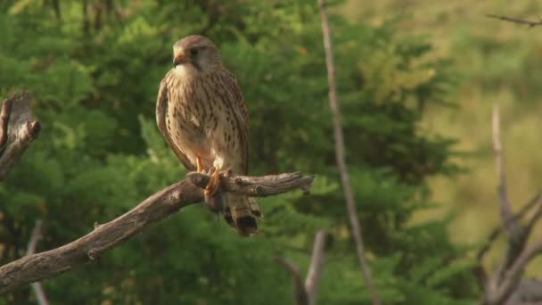 Cernícalo Común Falco Tinnunculus Pequeño Ave Presa Pájaro Sentado Árbol — Vídeo de stock