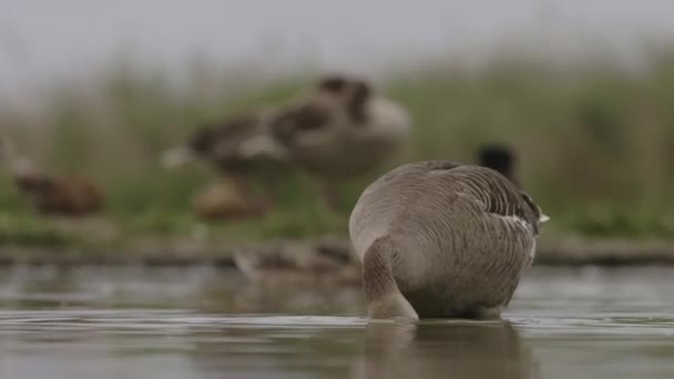 Greylag Goose Anser Anser Species Large Goose Family Greylag Geese — Stock Video