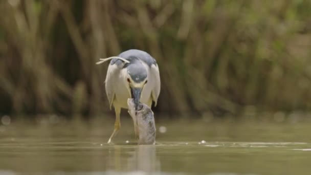Μαύρο Crowned Νύχτα Heron Πουλί Στέκεται Στη Λίμνη Πλευρά — Αρχείο Βίντεο