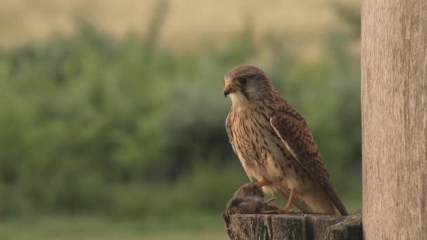 Vanlige Kestrel Falco Tinnunculus Liten Rovfågel Fågel Som Sitter Trädgren — Stockvideo