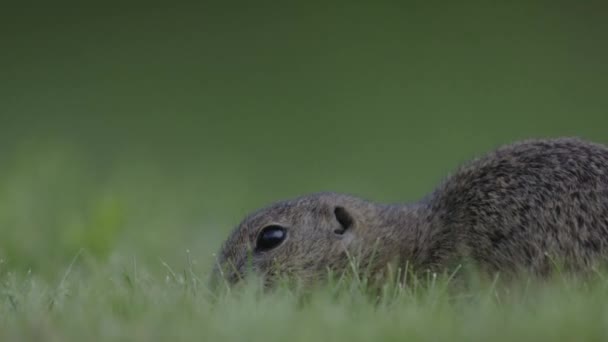 Aardeekhoorn Spermophilus Pygmaeus Leeft Hoog Gras Zijn Natuurlijke Habitat — Stockvideo