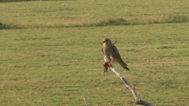 일반적인 Kestrel Falco Tinnunculus 먹이의 가지에 — 비디오