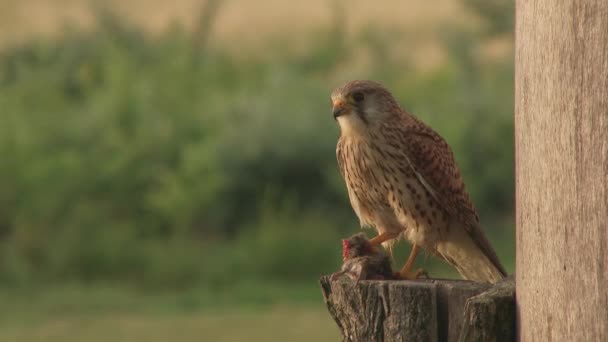 Cernícalo Común Falco Tinnunculus Pequeño Pájaro Presa Pájaro Sentado Una — Vídeos de Stock