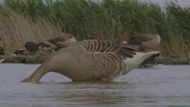 Greylag Goose Anser Anser Species Large Goose Slow Motion Image — Stock Video