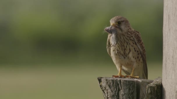 Cernícalo Común Falco Tinnunculus Pajarito Presa — Vídeo de stock