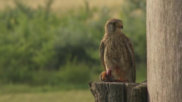 Kestrel Comum Falco Tinnunculus Uma Pequena Ave Rapina Pássaro Sentado — Vídeo de Stock