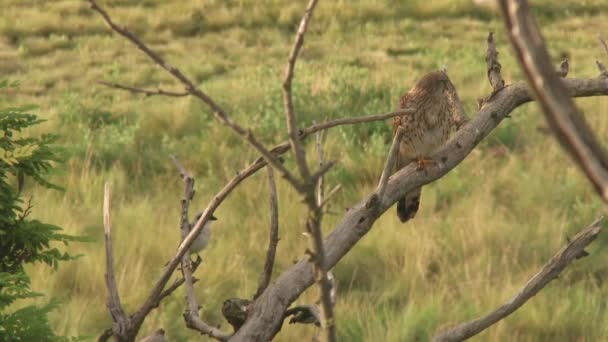 普通的Kestrel Falco Tinnunculus 一只小猛禽 鸟儿坐在树上 — 图库视频影像