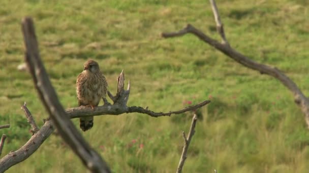 普通的Kestrel Falco Tinnunculus 一只小猛禽 一只鸟坐在树枝上 — 图库视频影像