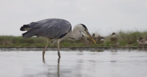 Grey Heron Ardea Cinerea Rybaření Bazénu — Stock video