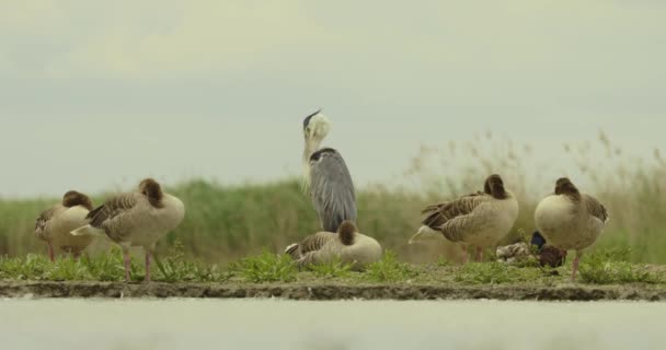 Die Graugans Anser Anser Ist Eine Große Gänseart Familie Der — Stockvideo