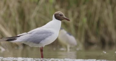 Siyah başlı martı (Chroicocephalus ridibundus, larus ridibundus) sığ sularda yiyecek arar.