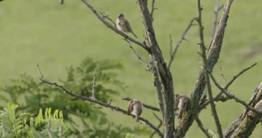 Ev Serçesi (Yoldan geçen Domesticus) Bir Ağaç Dalında