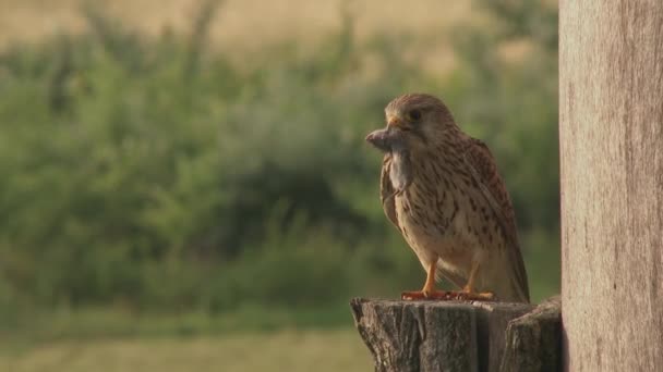 Cernícalo Común Falco Tinnunculus Pequeño Pájaro Presa Pájaro Sentado Una — Vídeo de stock