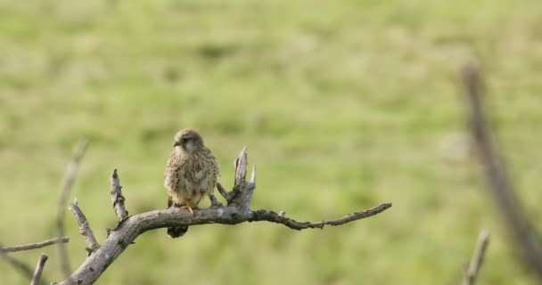Vahşi Doğada Yaygın Kerkenez Şahin Avıyla Birlikte Bir Ağaç Dalında — Stok video