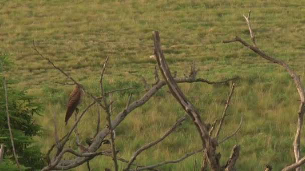 Běžný Kestrel Falco Tinnunculus Malý Dravec Pták Sedící Větvi Stromu — Stock video