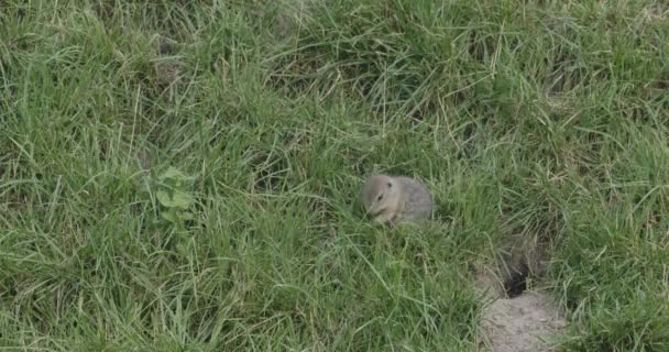 Aardeekhoorn Spermophilus Pygmaeus Leeft Hoog Gras Zijn Natuurlijke Habitat — Stockvideo