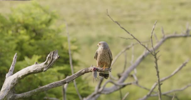 Common Kestrel Wild Falcon Sits Tree Branch Its Prey — Stock Video