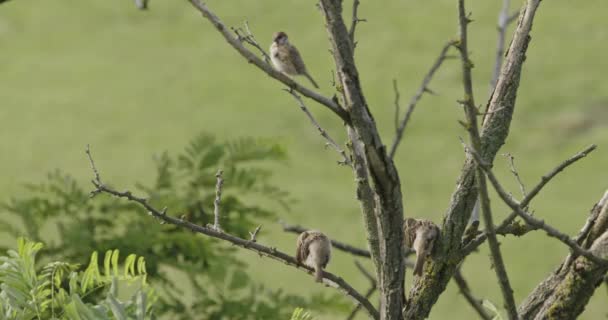 树梢上的麻雀 过街天桥 — 图库视频影像