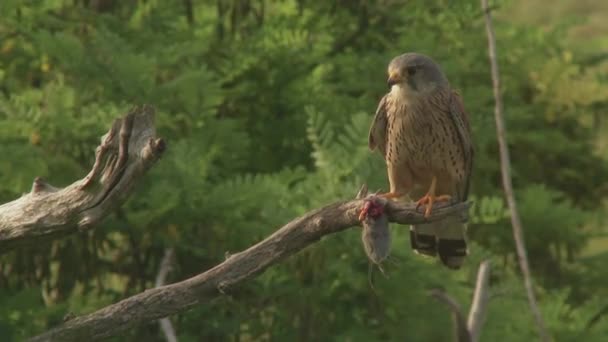 コモン ケストレル ファルコ チンクルス 小さな獲物の鳥 木の枝に座っている鳥 — ストック動画