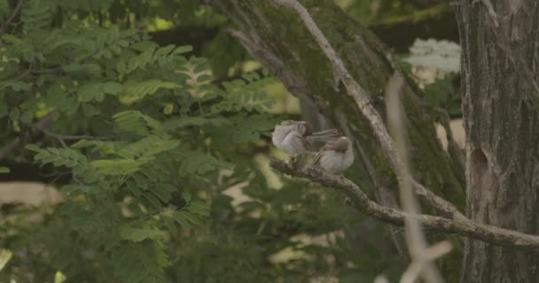 Rouleau Européen Coracias Garrulus Dans Nature — Video