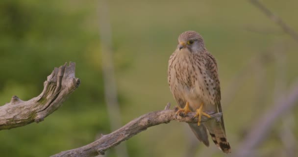 Vanliga Kestrel Falco Tinnunculus Lilla Rovfågel Två Fåglar Sitter Trädgren — Stockvideo
