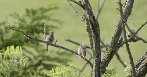 コモン ケストレル ファルコ チンクルス 小さな獲物の鳥 2羽の鳥が木の枝の上に座っている — ストック動画