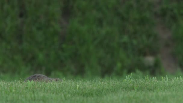 다람쥐 Spermophilus Pygmaeus 그것의 서식지에서 잔디에서 — 비디오