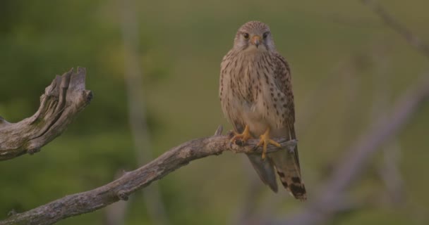 野生の共通ケストレル Falcon は木の枝の上に座っている — ストック動画
