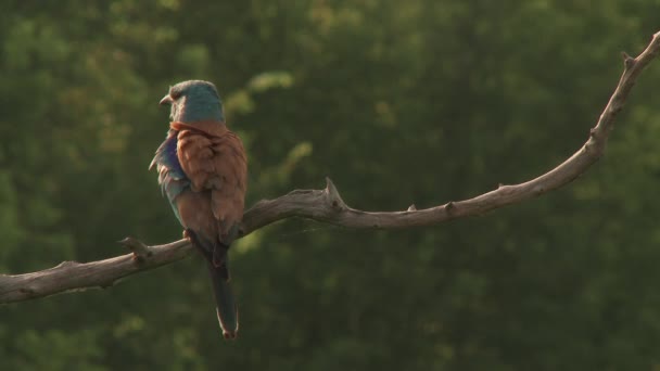 European Roller Coracias Garrulus Στην Άγρια Φύση — Αρχείο Βίντεο