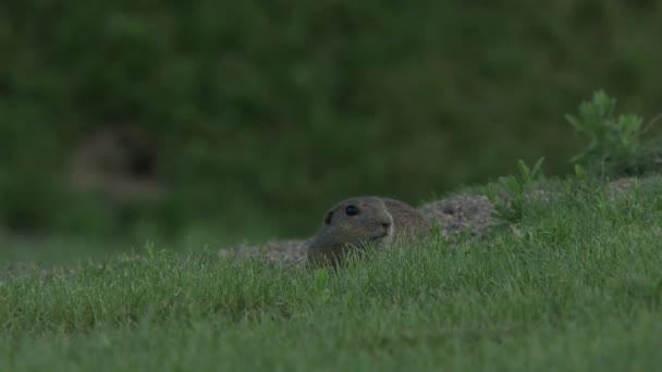 다람쥐 Spermophilus Pygmaeus 그것의 서식지에서 잔디에서 — 비디오