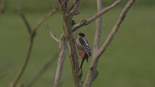 Ağaçta Yiyecek Arayan Benekli Ağaçkakan Kuşu — Stok video