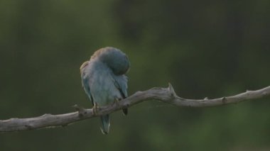 Avrupalı Roller Coracias Garrulus vahşi doğada