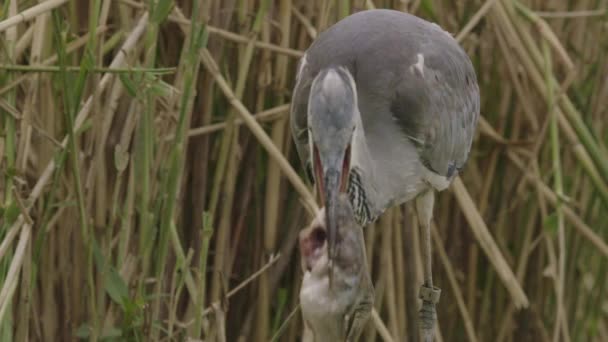 Grey Heron Ardea Cinerea Stands Shore Fishpond Watches — Stock Video
