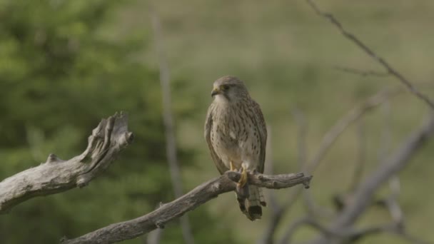 Vanlig Kestrel Naturen Falken Sitter Trädgren — Stockvideo