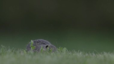 Yer sincabı Spermophilus pigmaeus, doğal ortamında uzun otlarla beslenir.