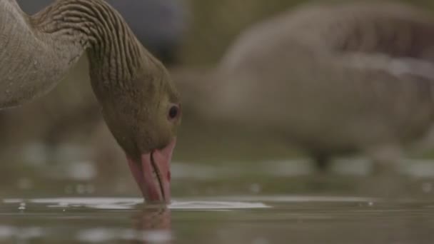 Angsa Greylag Anser Anser Adalah Spesies Angsa Besar Gambar Gerak — Stok Video
