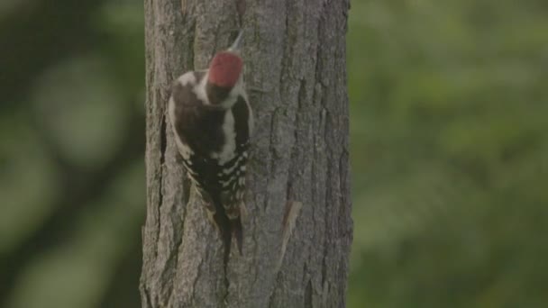 Ağaçta Yiyecek Arayan Benekli Ağaçkakan Kuşu — Stok video