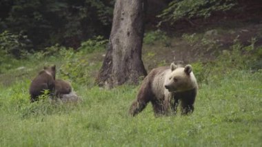 Avrupalı kahverengi ayı yeşil bir düzlükte yiyecek arıyor, yavruları oynuyor