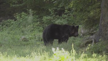 Avrupalı bir kahverengi ayı yeşil bir düzlükte yiyecek arıyor. Görüntüyü Kapat.