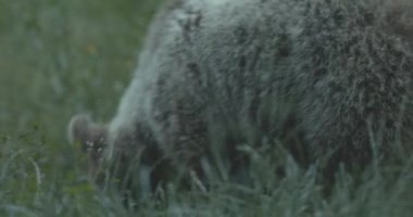 Ormanda yiyecek arayan Avrupalı bir kahverengi ayı. Görüntüyü Kapat.