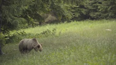 Avrupa kahverengi ayısı açık bir ormanda yiyecek arıyor. Romanya.