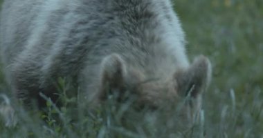 Avrupai kahverengi ayılar ormanı temizliyor. Romanya. Görüntüyü Kapat.