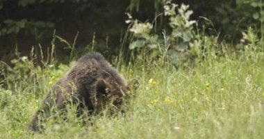 Uzun otların arasında Avrupalı kahverengi ayı.